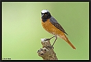 Gekraagde Roodstaart, Common Redstart, Phoenicurus phoenicurus Location: Wierden, the Netherlands gekraagde roodstaart MG 7927 kopie